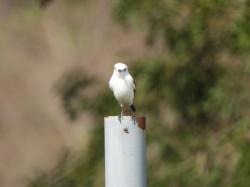 Foto Monjita Blanca