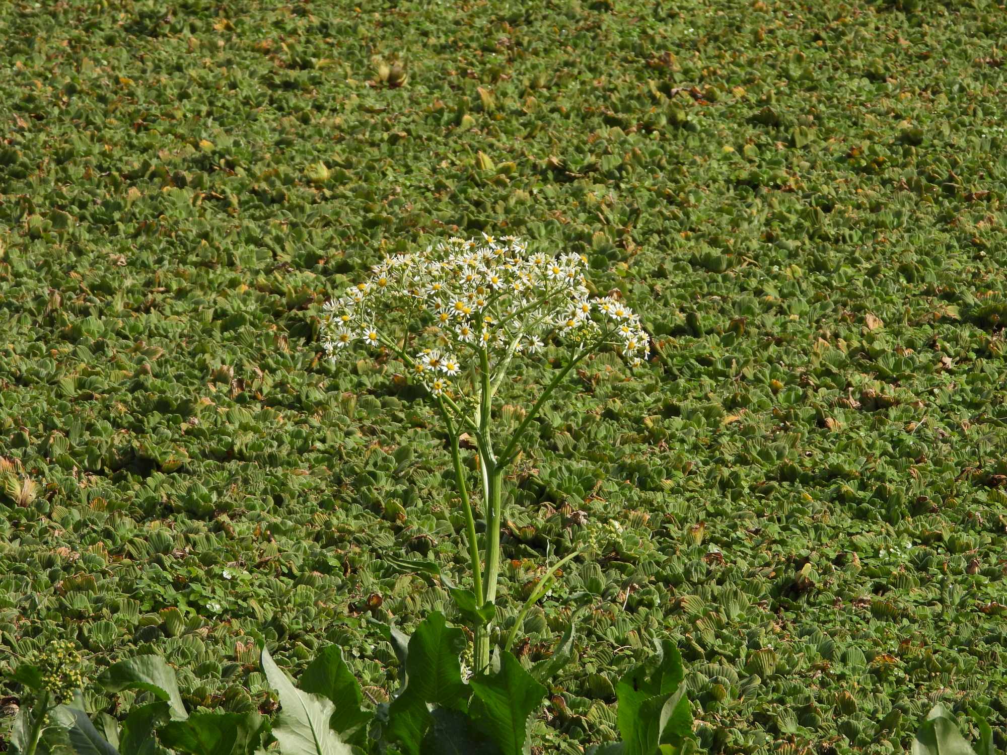 Foto Margarita de Bañado
