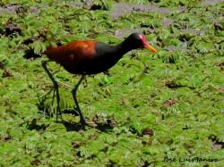 Foto Jacana