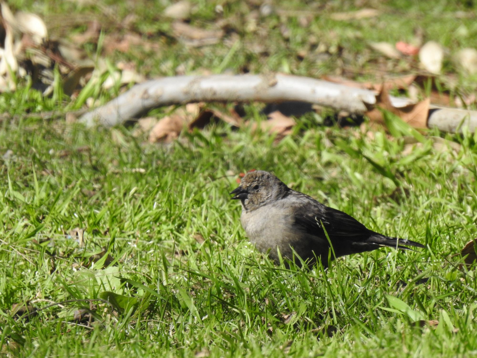Foto Tordo Renegrido