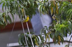 Foto Euphonia Piquigruesa