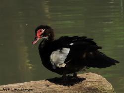 Foto Pato Real
