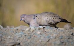 Foto Palomita Cordillerana