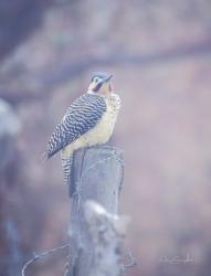 Foto Carpintero Andino