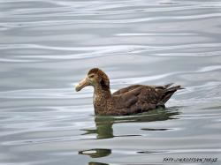 Foto Petrel Gigante Común