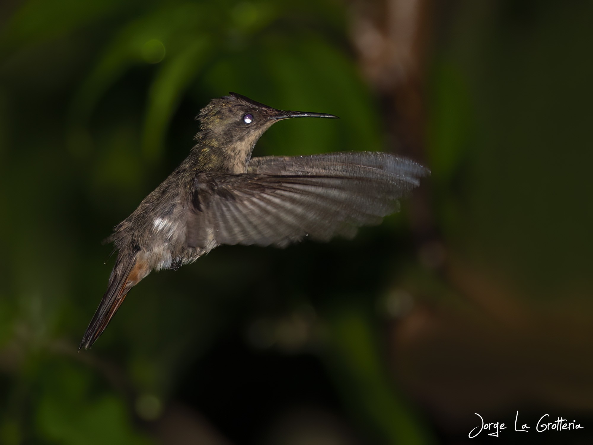 Beija-flor-vermelho (Chrysolampis mosquitus)