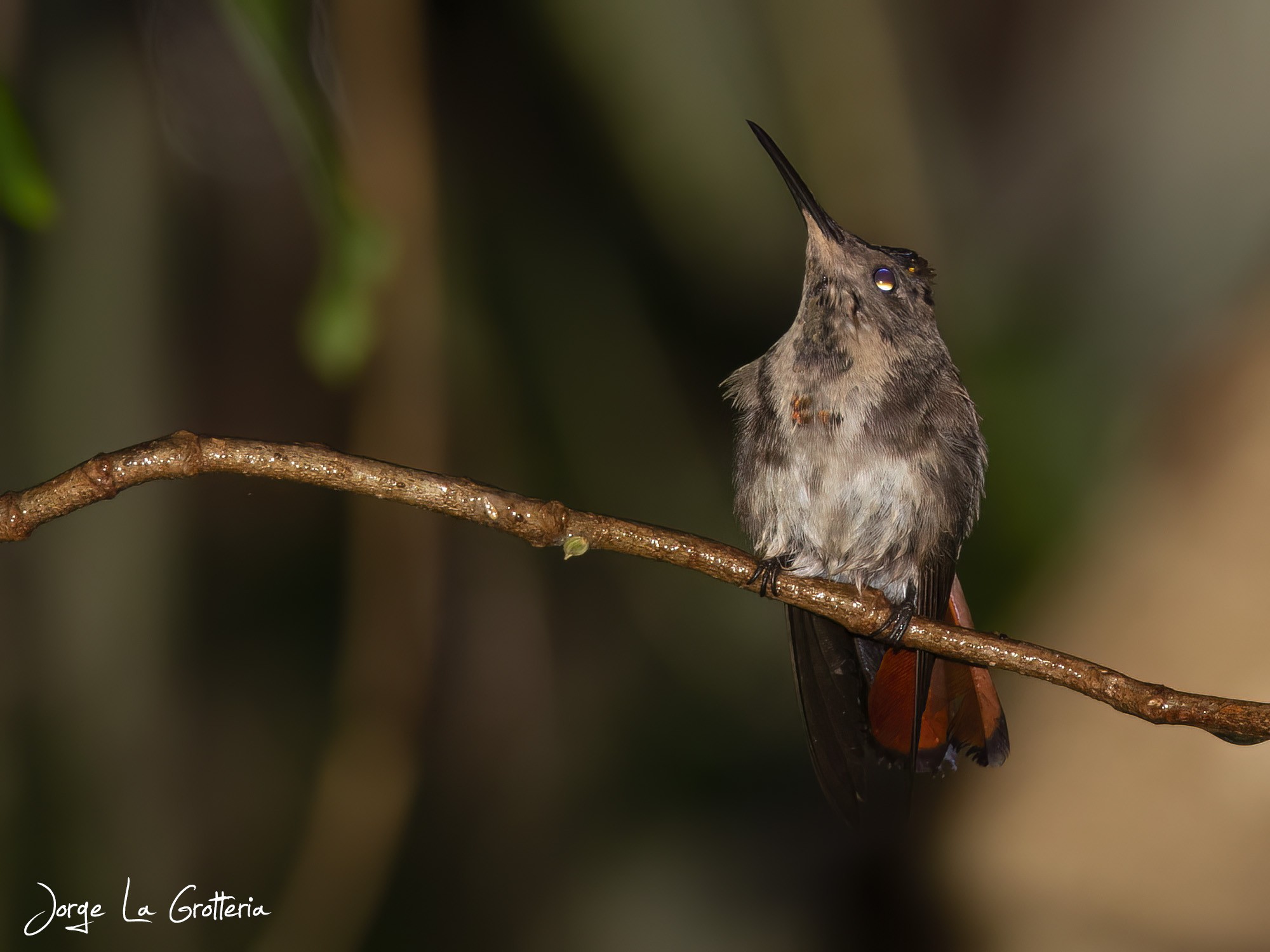 Beija-flor-vermelho (Chrysolampis mosquitus)