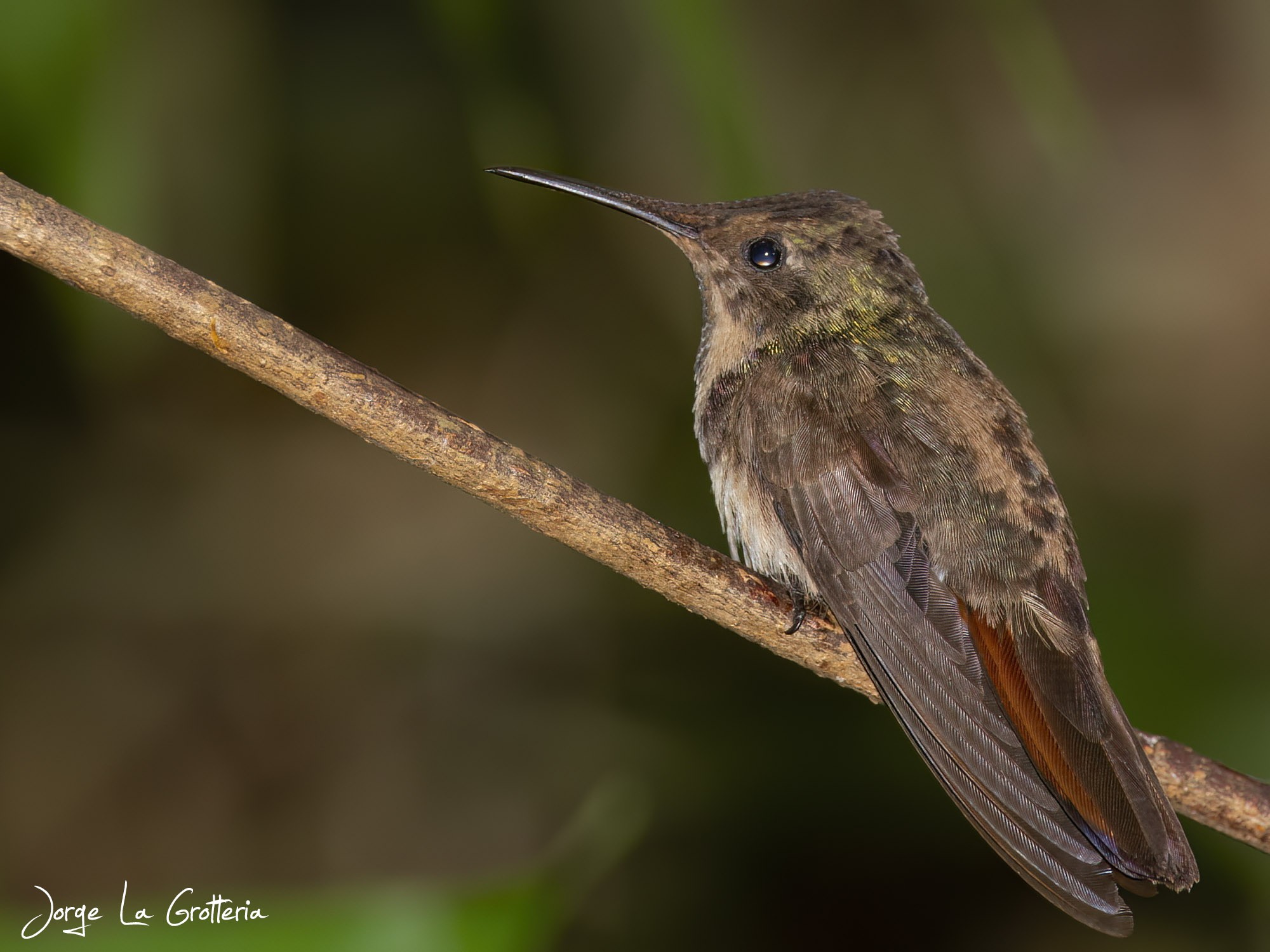 Beija-flor-vermelho (Chrysolampis mosquitus)