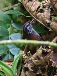Foto Soterrey de Selva Pechigrís