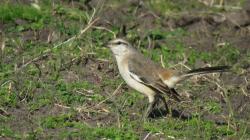 Foto Calandria Real