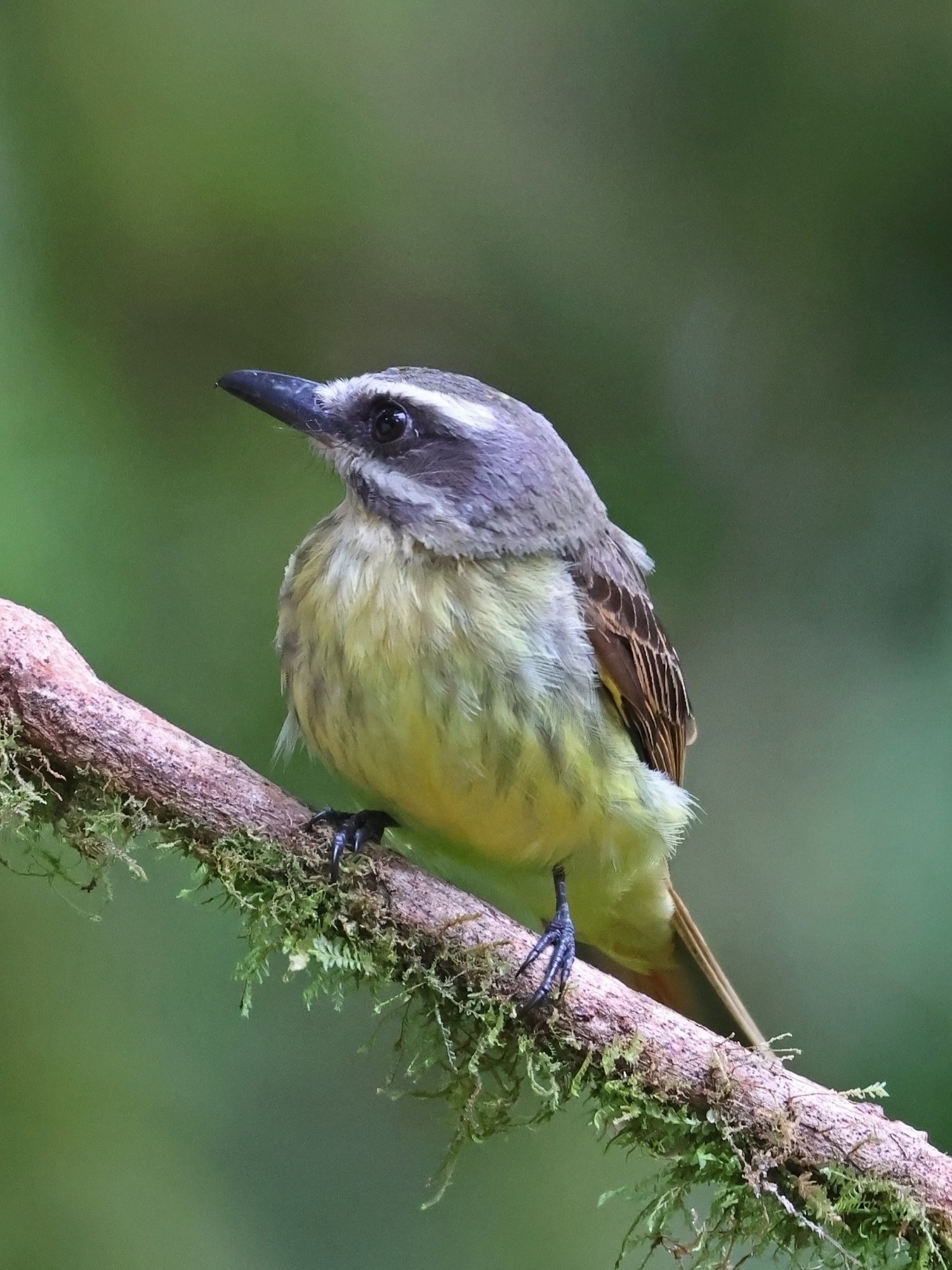 Photo Benteveo Vientridorado