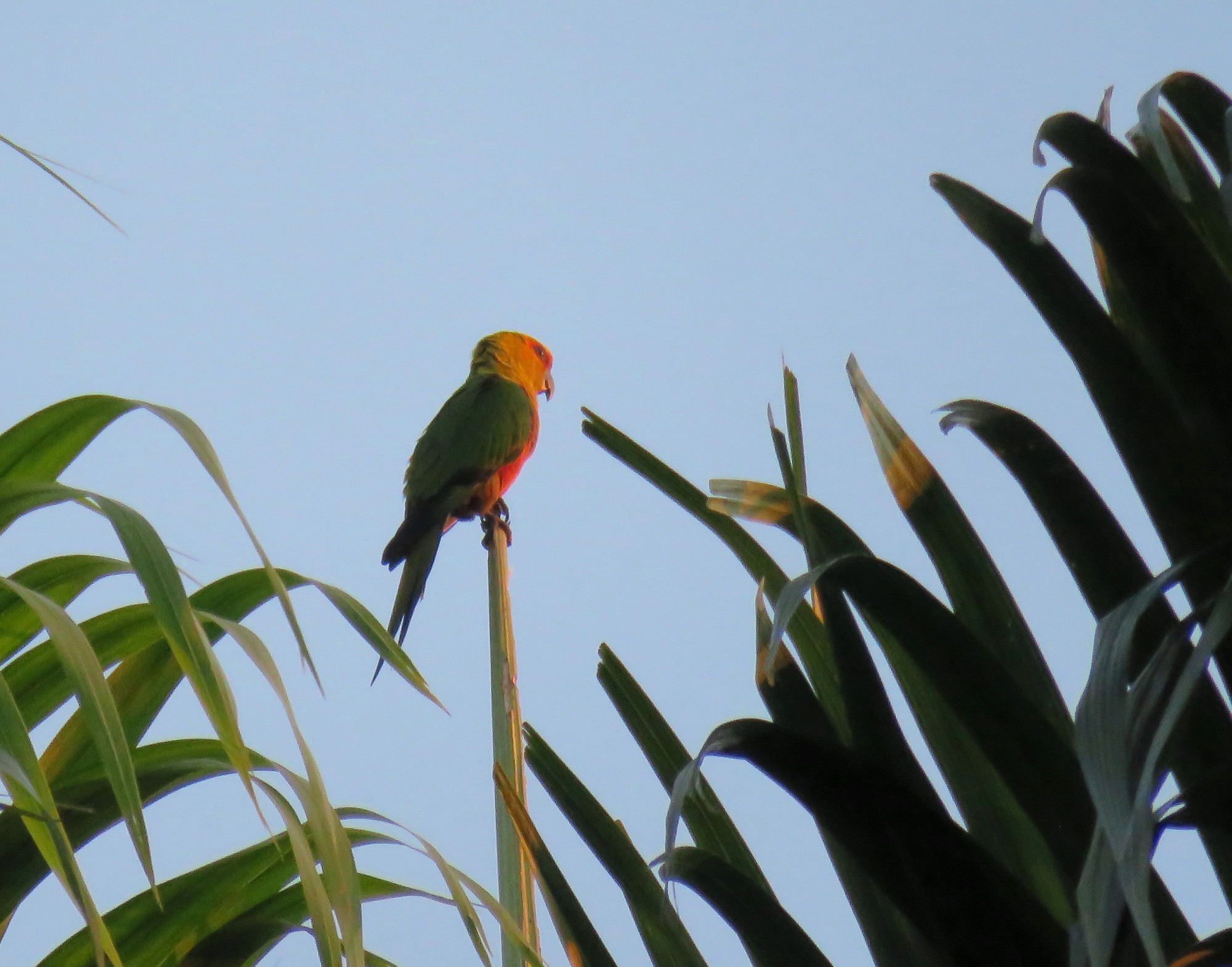 Foto Aratinga Testadorada