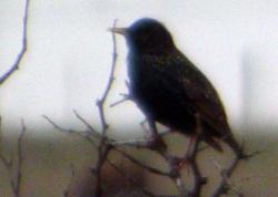 Foto Estornino Pinto