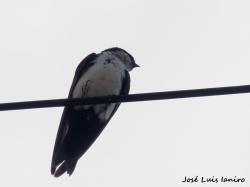 Foto Golondrina Barranquera