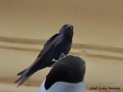 Foto Golondrina Negra