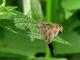 Cecropterus dorantes