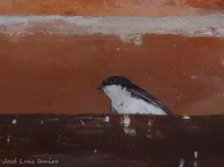 Foto Golondrina Barranquera