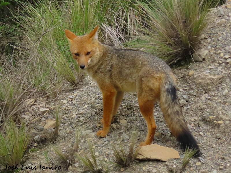 Foto Zorro Colorado