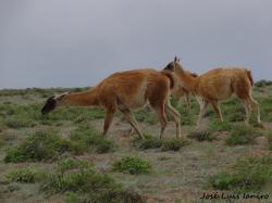 Foto Guanaco