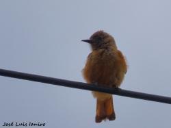 Photo Birro Común