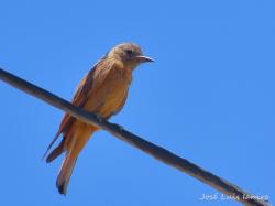Photo Birro Común