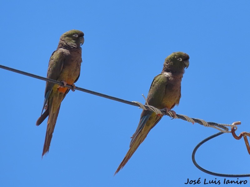 Loro Barranquero (Cyanoliseus patagonus)