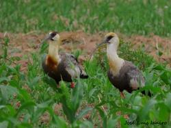 Foto Bandurria Boreal