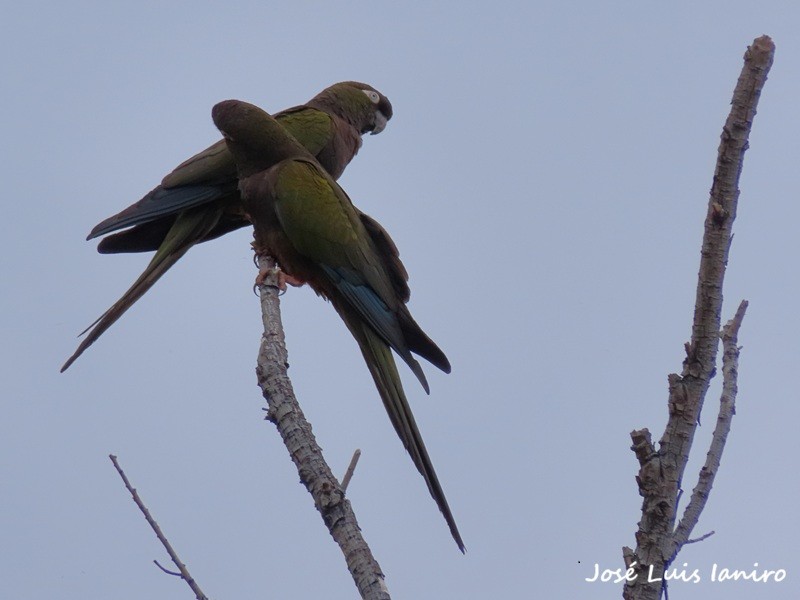 Loro Barranquero (Cyanoliseus patagonus)