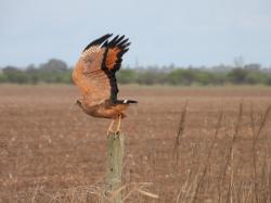 Foto Aguilucho Colorado