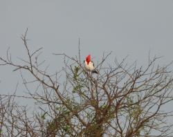 Foto Cardenal Común