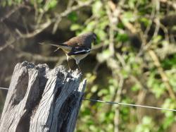 Foto Calandria Real
