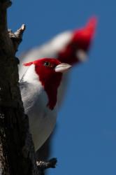 Foto Cardenal Común