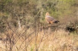 Foto Aguilucho Colorado