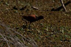 Foto Jacana