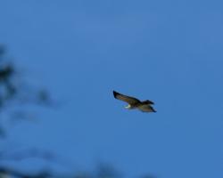 Foto Aguilucho Cola Corta