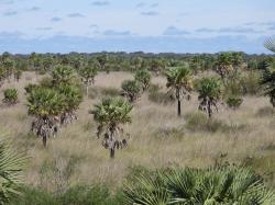 Photo Palmera Caranday
