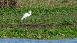 Foto Garza Blanca