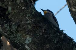 Foto Carpintero del Cardón