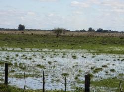 Foto Bandurria Mora