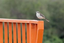 Foto Calandria Grande