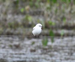 Foto Monjita Blanca