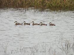 Foto Pato Gargantilla