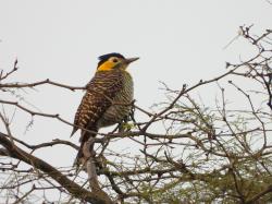 Foto Carpintero Campestre