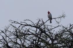 Foto Cardenal Común