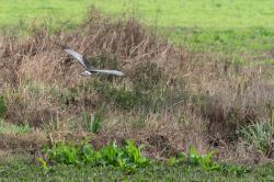 Foto Gavilán Planeador