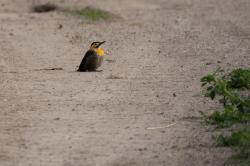 Foto Carpintero Campestre