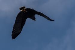 Photo Águila Negra