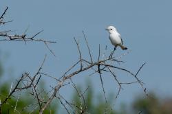 Foto Monjita Blanca