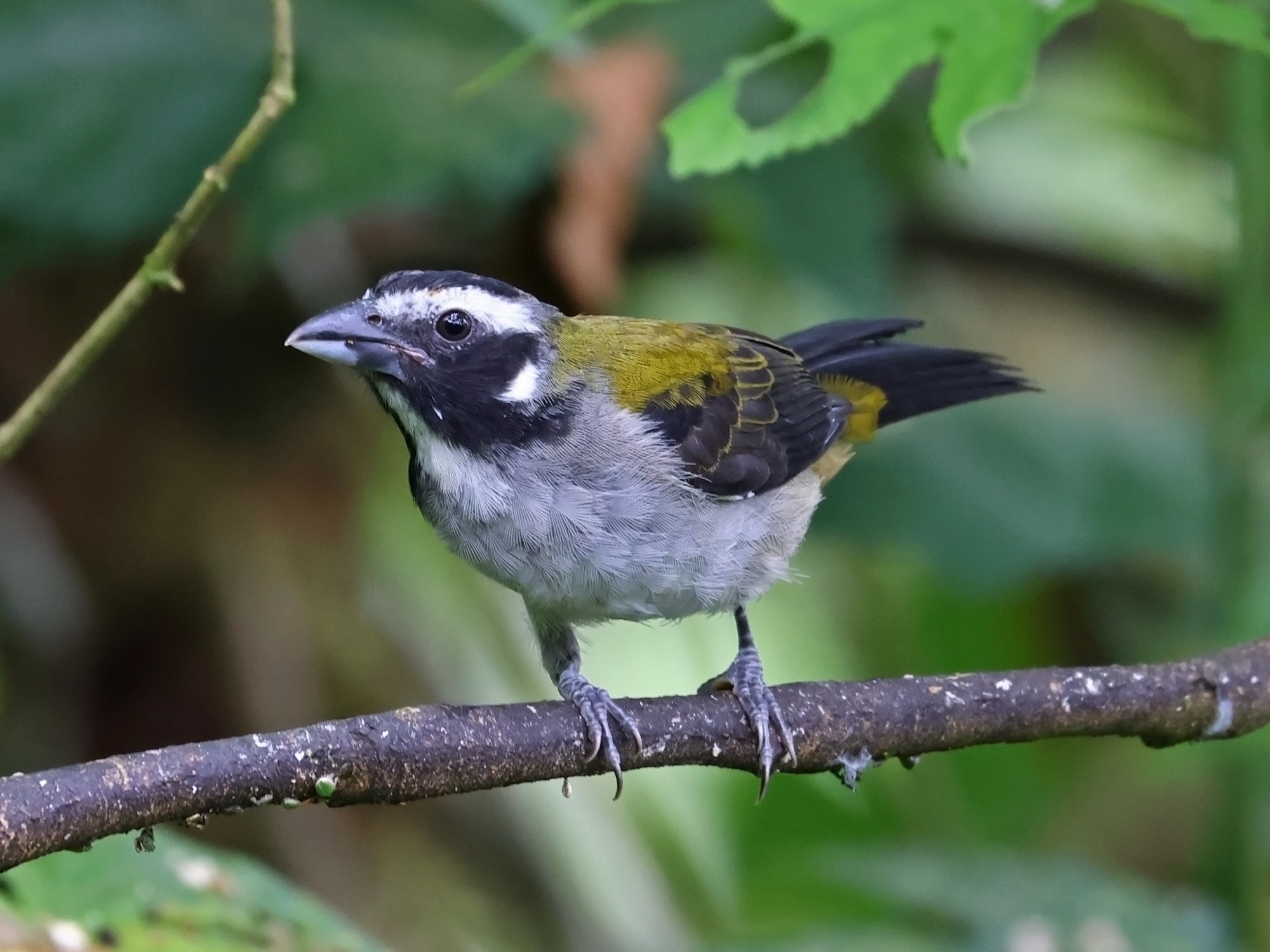 Foto Saltador Alinegro