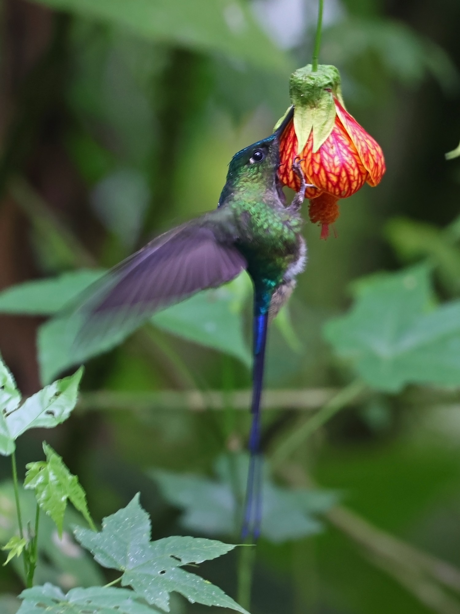 Aglaiocercus&nbsp;coelestis